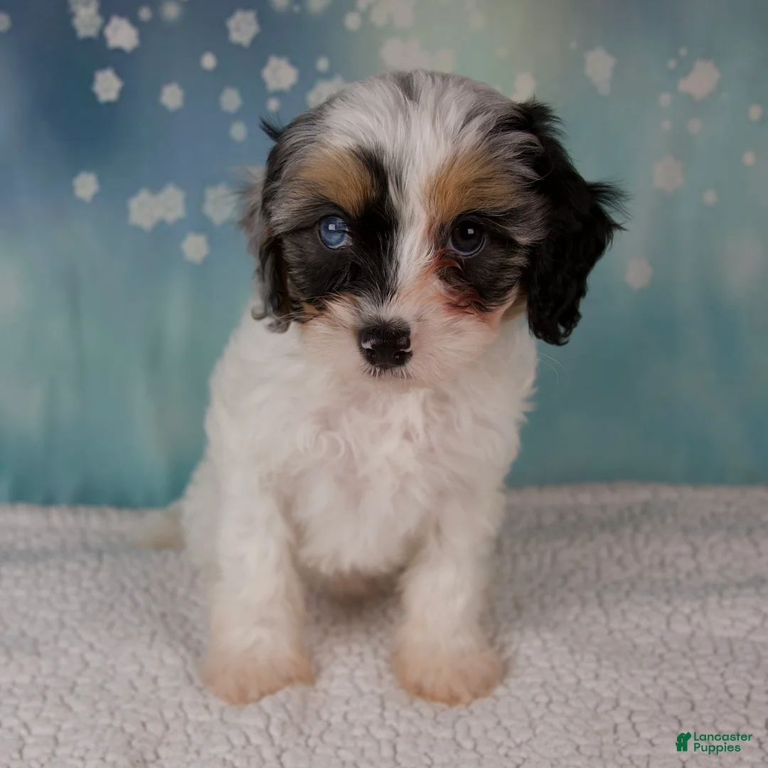 Cavapoo dogs for sale: Mia - Ad 9