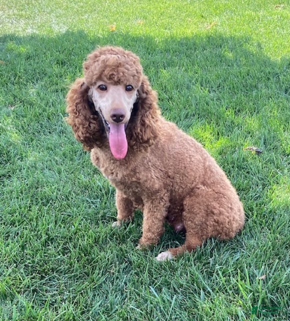 Cavapoo dogs Nova- blue merle - Ad 2