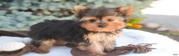 Yorkshire Terrier dogs for sale: Buckskin - Ad 4