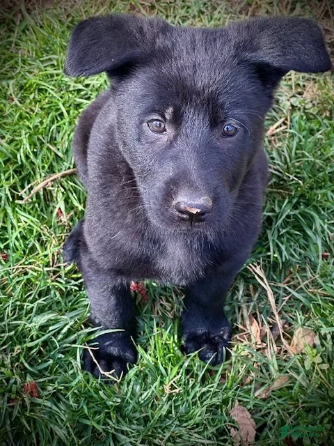 German Shepherd dogs Girl - Ad 19