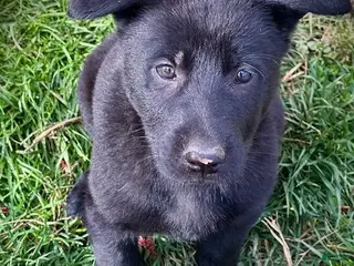 German Shepherd dogs Girl - Ad 19