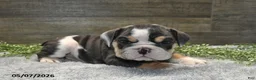 English Bulldog dogs for sale: Jethro - Ad 5