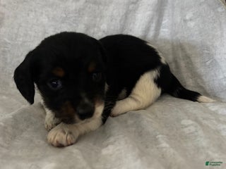 Dachshund dogs - Ad 3