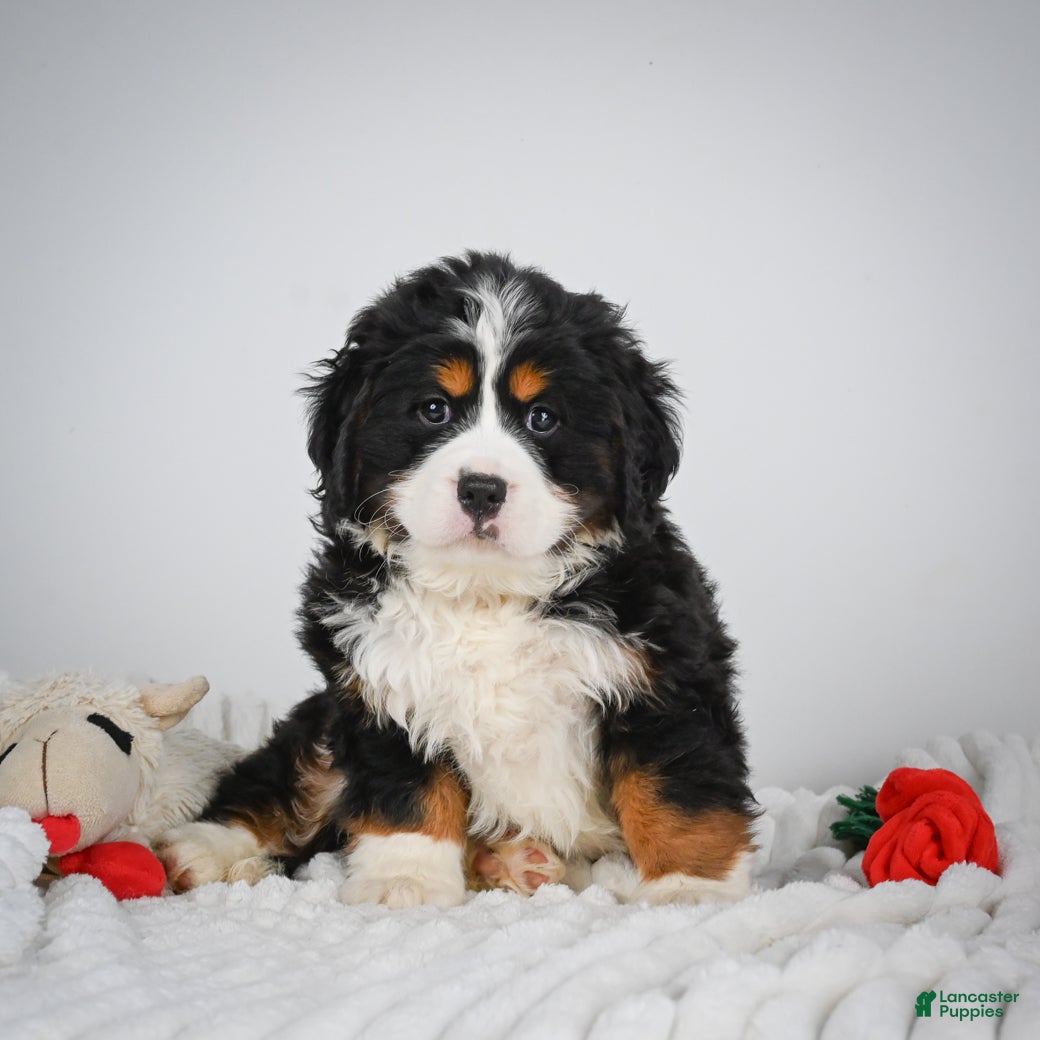 Miniature Bernese Mountain Dog dogs Chase - Ad 1