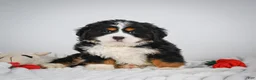 Miniature Bernese Mountain Dog dogs for sale: Chase - Ad 1