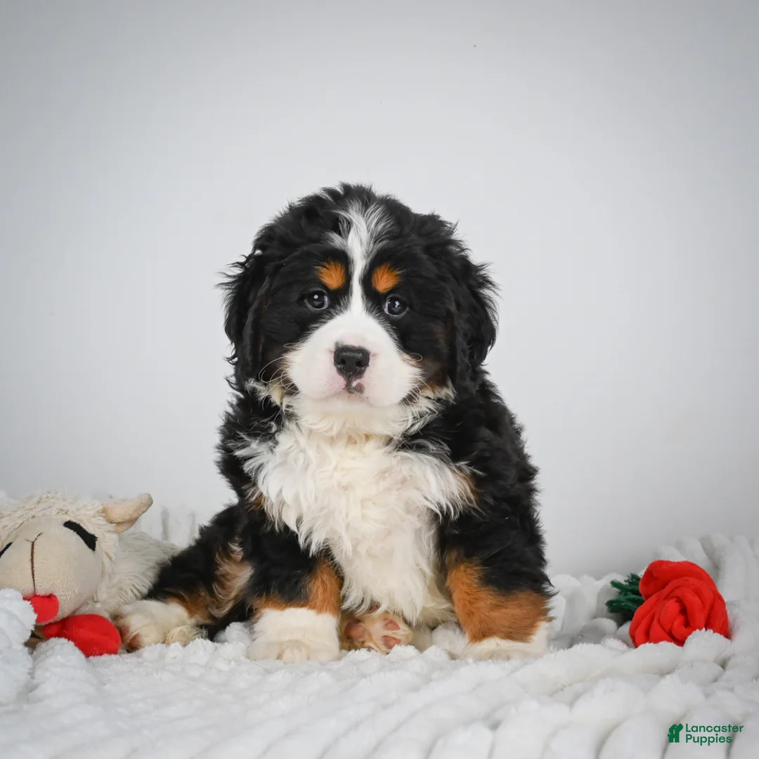 Miniature Bernese Mountain Dog dogs for sale: Chase - Ad 1