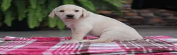 Labrador Retriever dogs for sale: Hunter - Ad 4