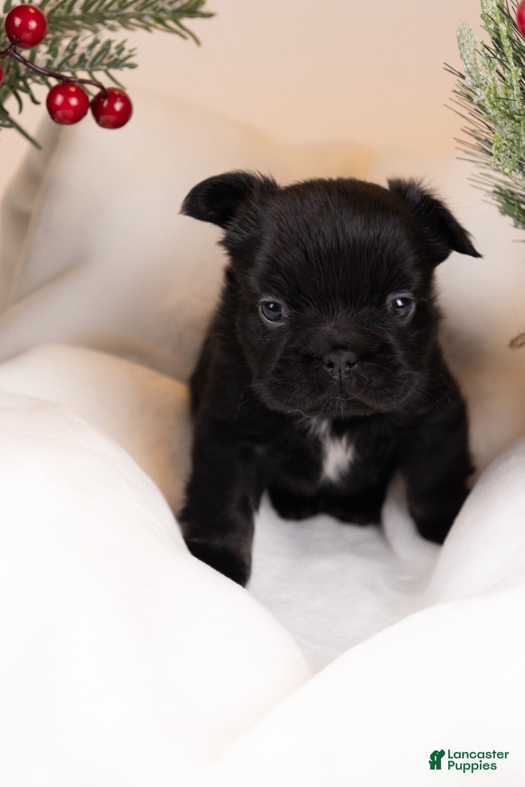 French Bulldog dogs for sale: Teddie -Fulffy Big Rope - Ad 15