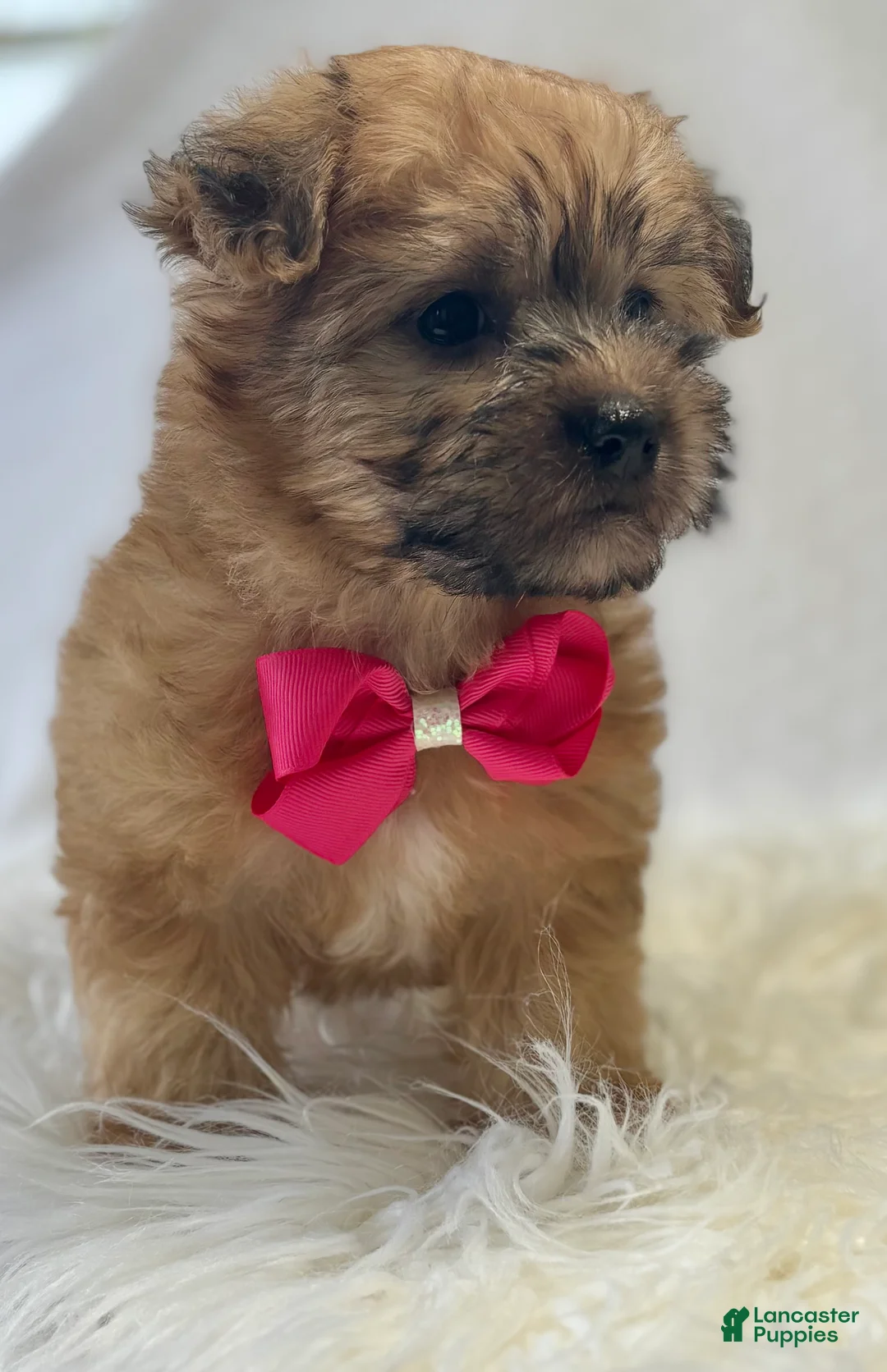 Morkie dogs for sale: Ava - Ad 9