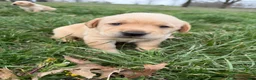 Labrador Retriever dogs for sale: Labrador Retriever Puppy 2 - Ad 7