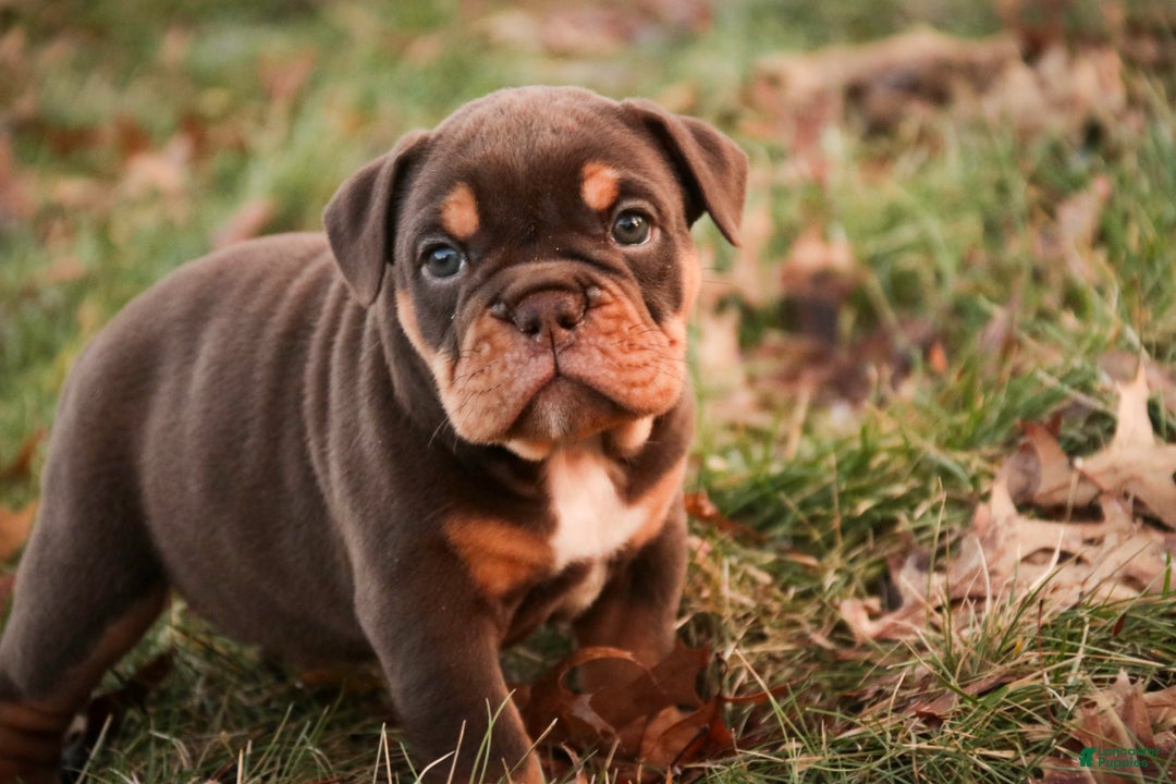 English Bulldog dogs for sale: Glamour - Ad 8