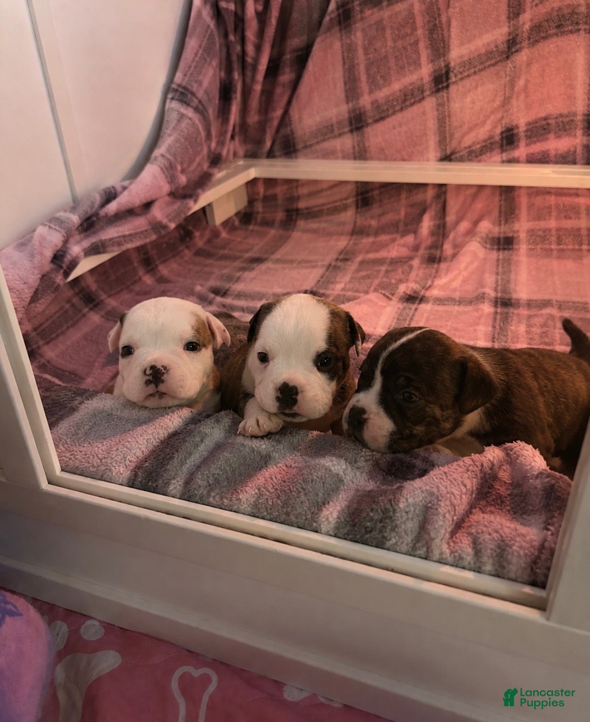 American Bully dogs American Bully 2 - Ad 2