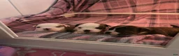 American Bully dogs for sale: American Bully 1 - Ad 2