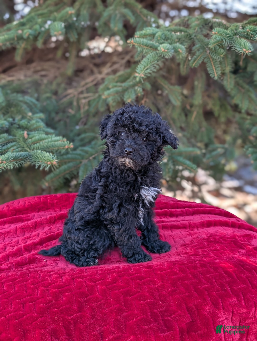 Shihpoo dogs for sale: Wednesday  - Ad 6