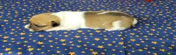 Jack Russell Terrier dogs for sale: CKC "Riggs" *Delivery Available* - Ad 6