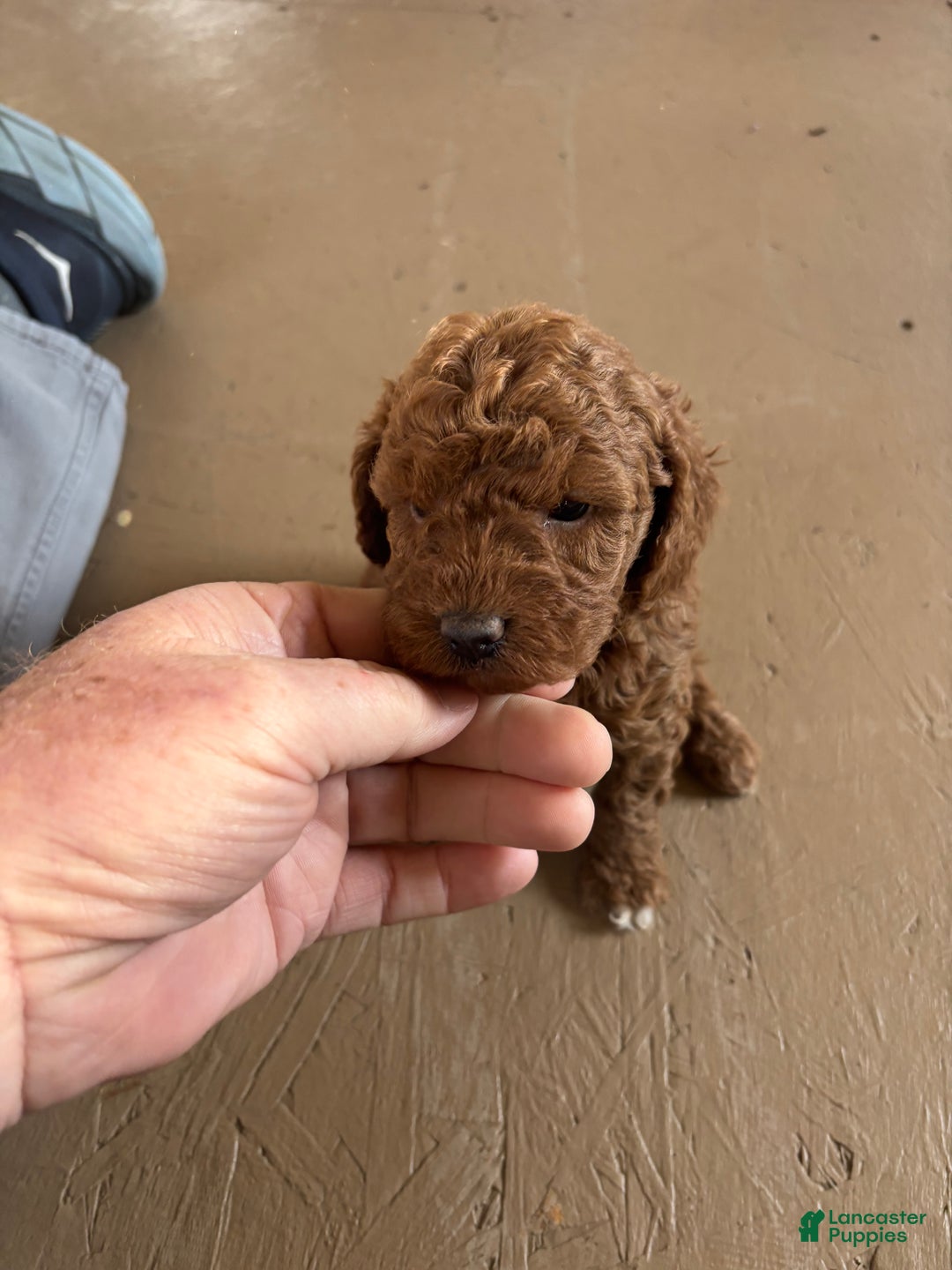 Miniature Poodle dogs for sale: Burt - Ad 5