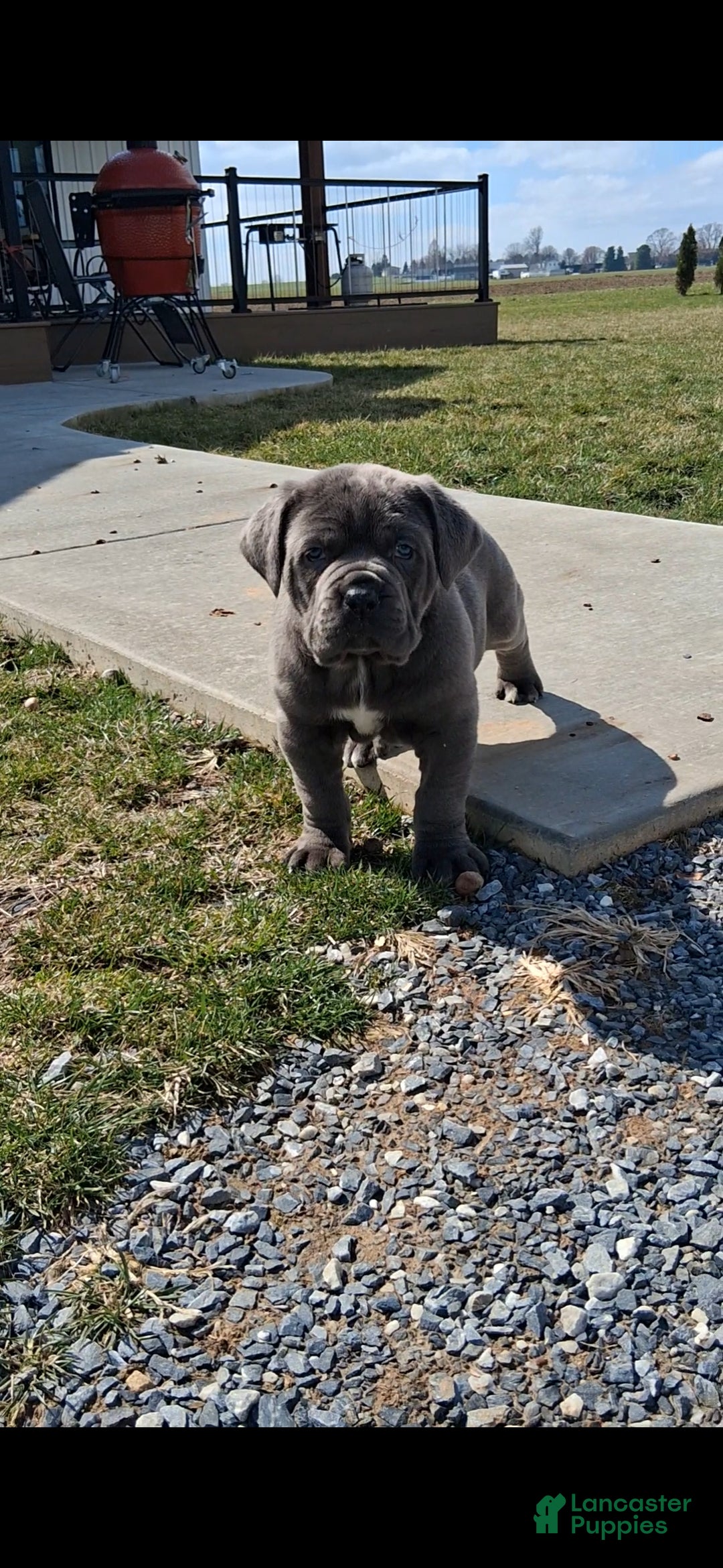 Cane Corso dogs Titan - Ad 1