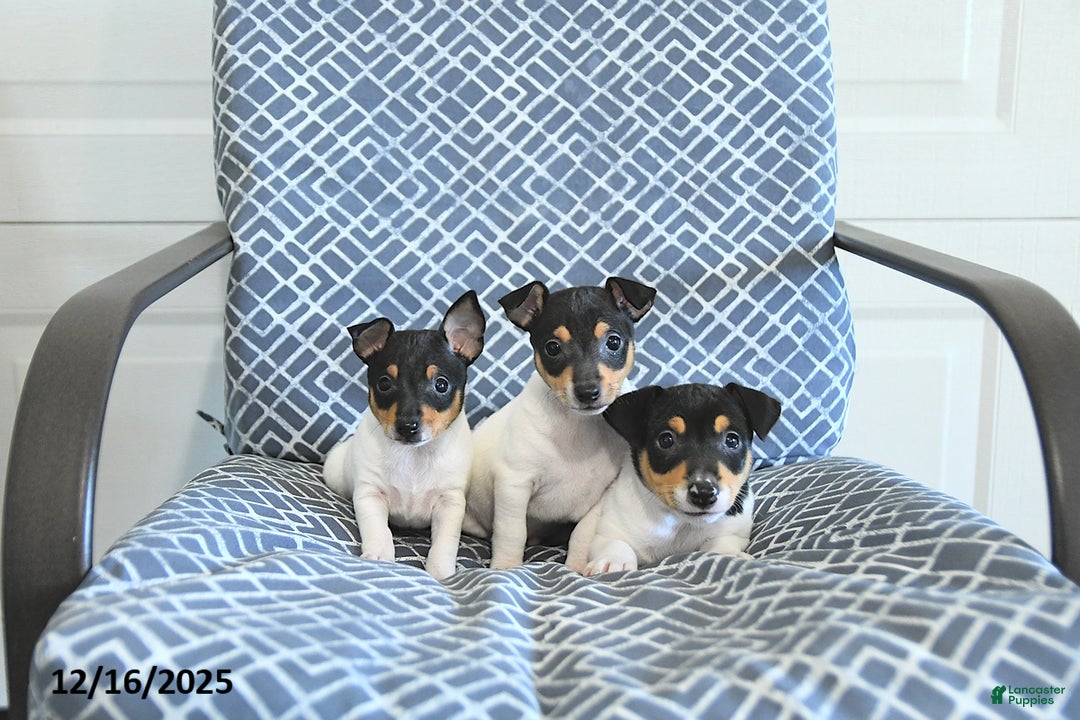 Toy Fox Terrier dogs for sale: Brad  - Ad 3