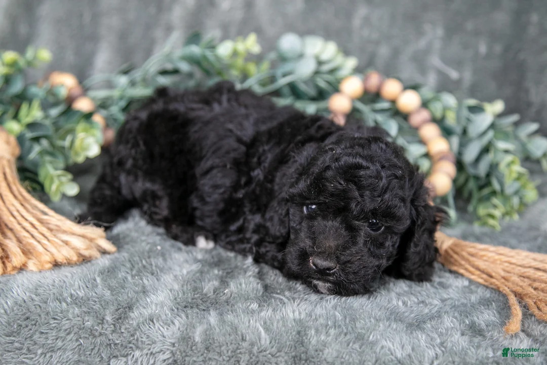 Miniature Poodle dogs for sale: Margo - Ad 2