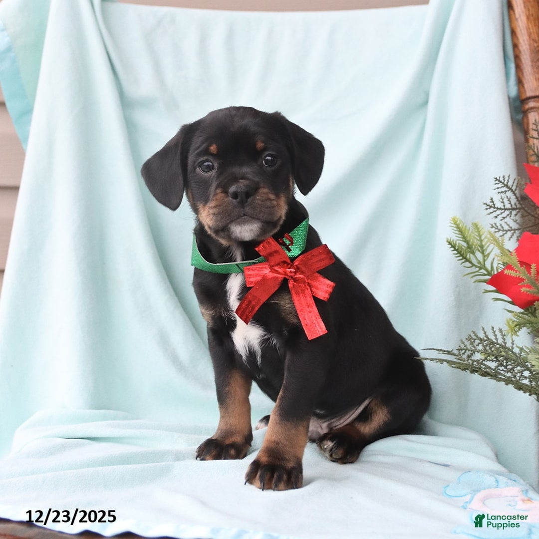 Mixed Breed dogs for sale: Andrew  - Ad 4