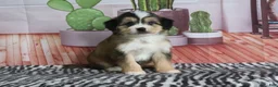 Mini Bernedoodle dogs for sale: Silas - Ad 5