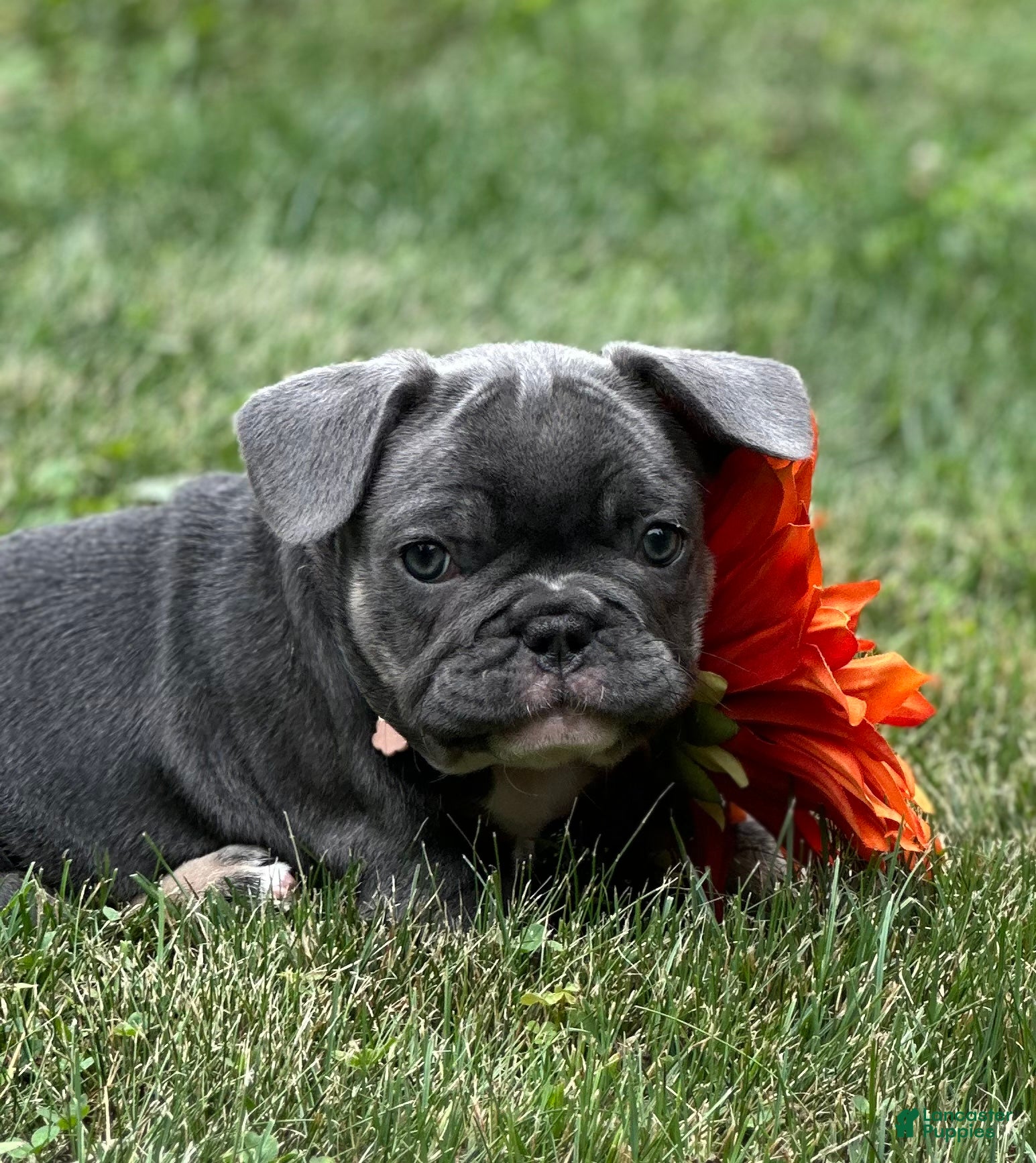French Bulldog dogs Nova - Ad 2