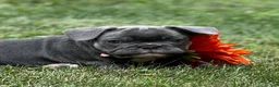 French Bulldog dogs for sale: Nova - Ad 2