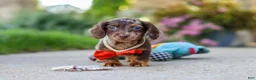 Miniature Dachshund dogs for sale: Benson - Ad 19