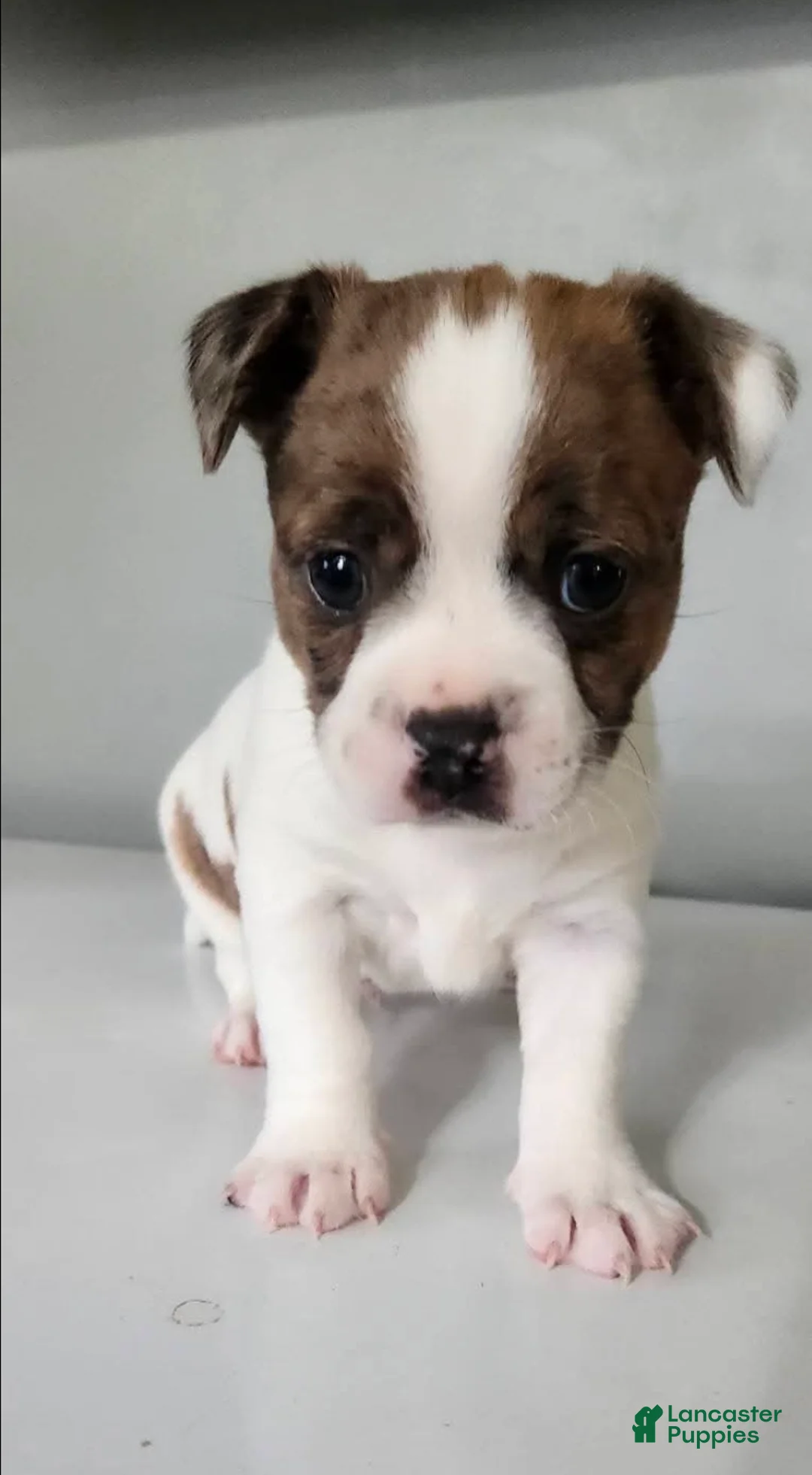 Mixed Breed dogs for sale: Mixed Breed Puppy 2 - Ad 1