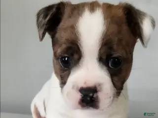 Mixed Breed dogs Mixed Breed Puppy 2 - Ad 41