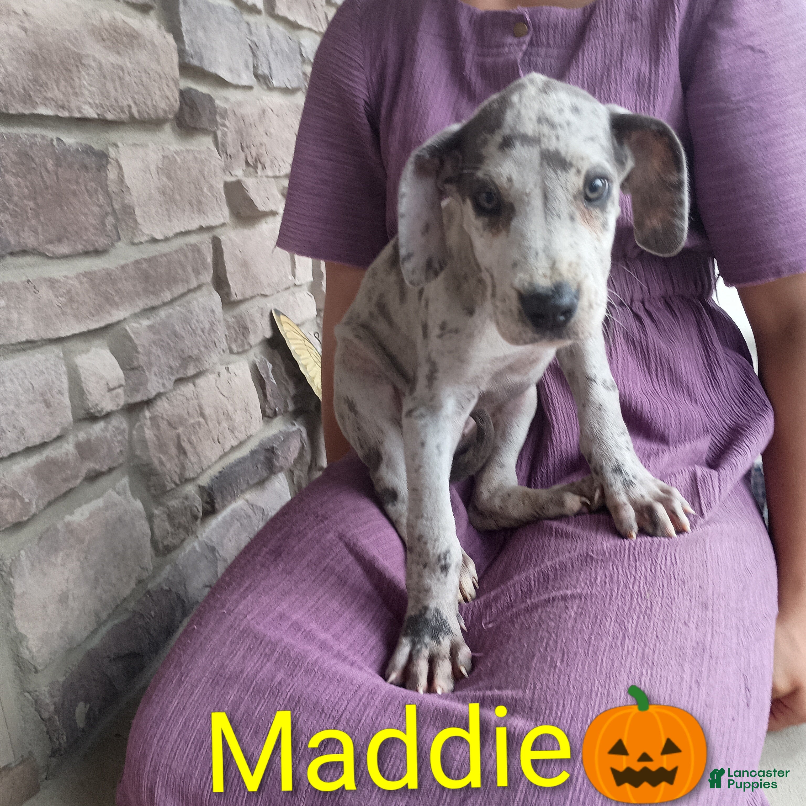 Great Dane dogs for sale: Maddie - Ad 3