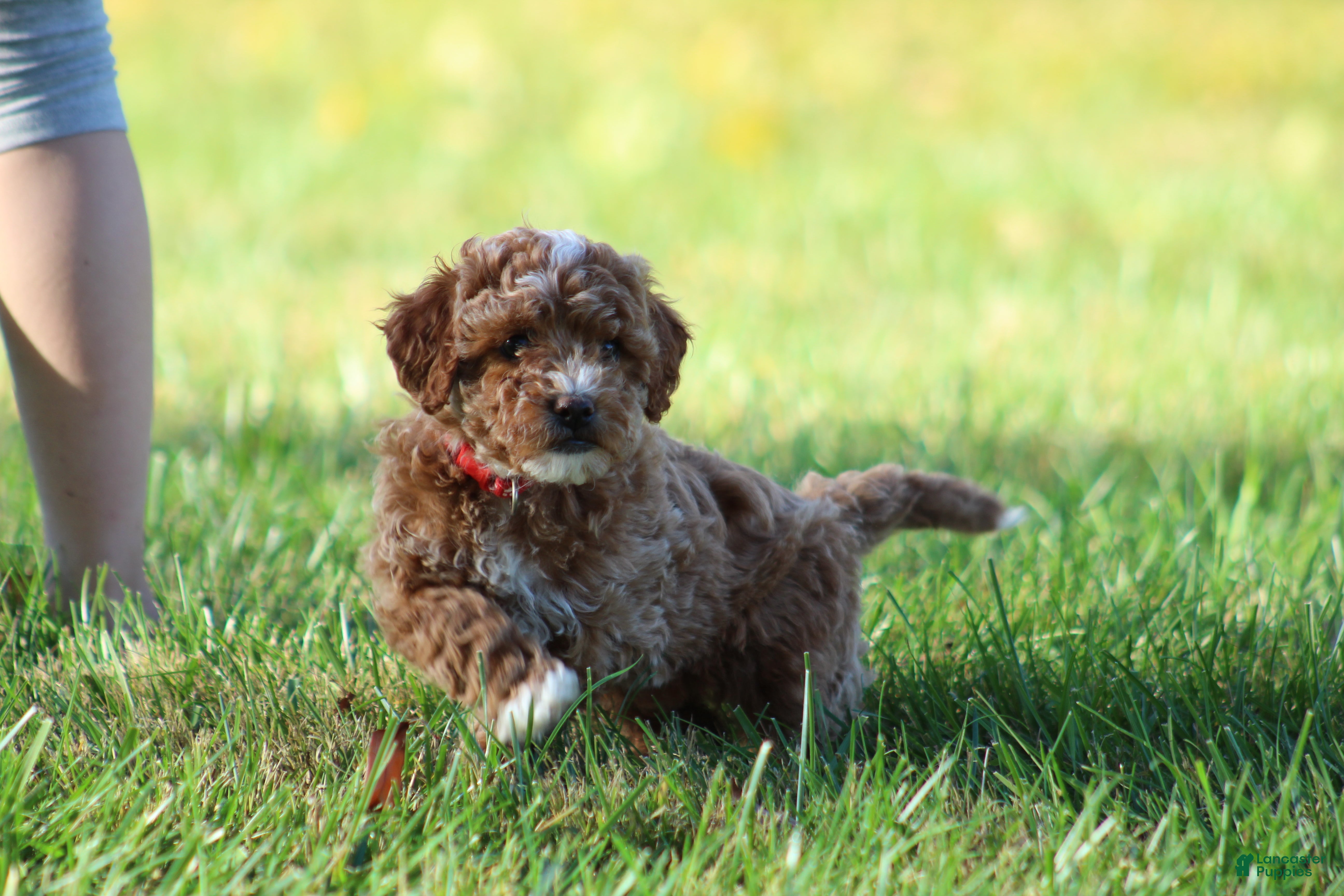 Bichpoo dogs for sale: Bailey - Ad 2