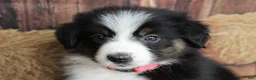 Australian Shepherd dogs for sale: Tillie  - Ad 3