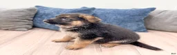 German Shepherd dogs for sale: Kaden - Ad 4