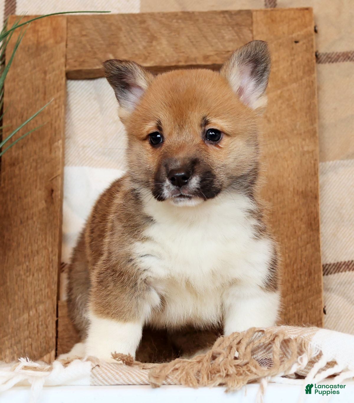 Welsh Corgi Pembroke dogs Casey - Ad 9