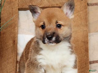 Welsh Corgi Pembroke dogs Casey - Ad 9