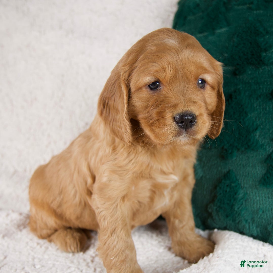 Mixed Breed dogs for sale: Max - Ad 2