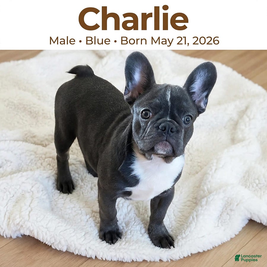 French Bulldog dogs Charlie - Ad 1