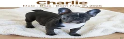 French Bulldog dogs for sale: Charlie - Ad 1