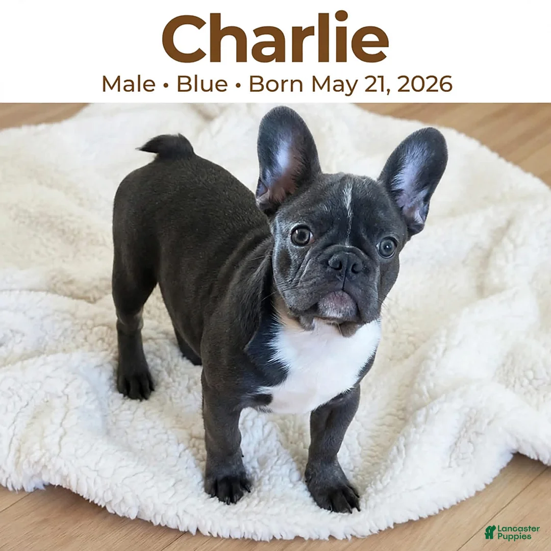 French Bulldog dogs for sale: Charlie - Ad 1