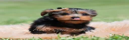 Yorkshire Terrier dogs for sale: Russ - Ad 6