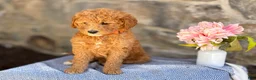 Goldendoodle dogs for sale: Munchkin - Ad 2