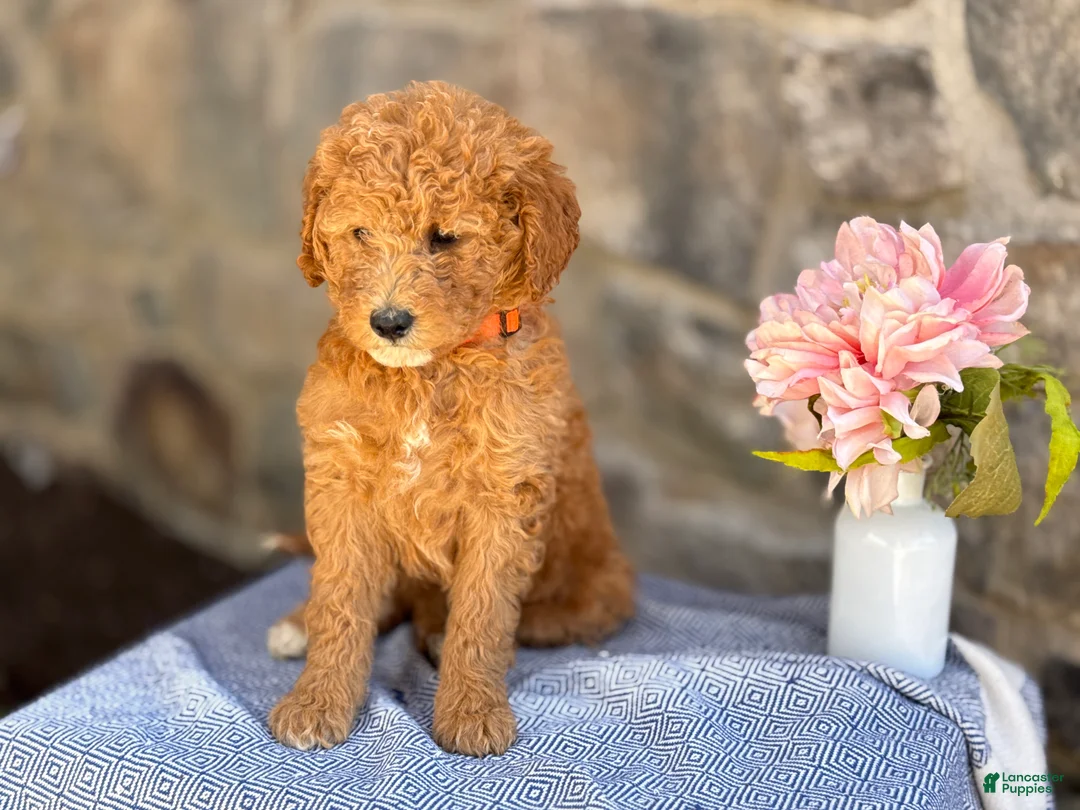 Goldendoodle dogs for sale: Munchkin - Ad 2