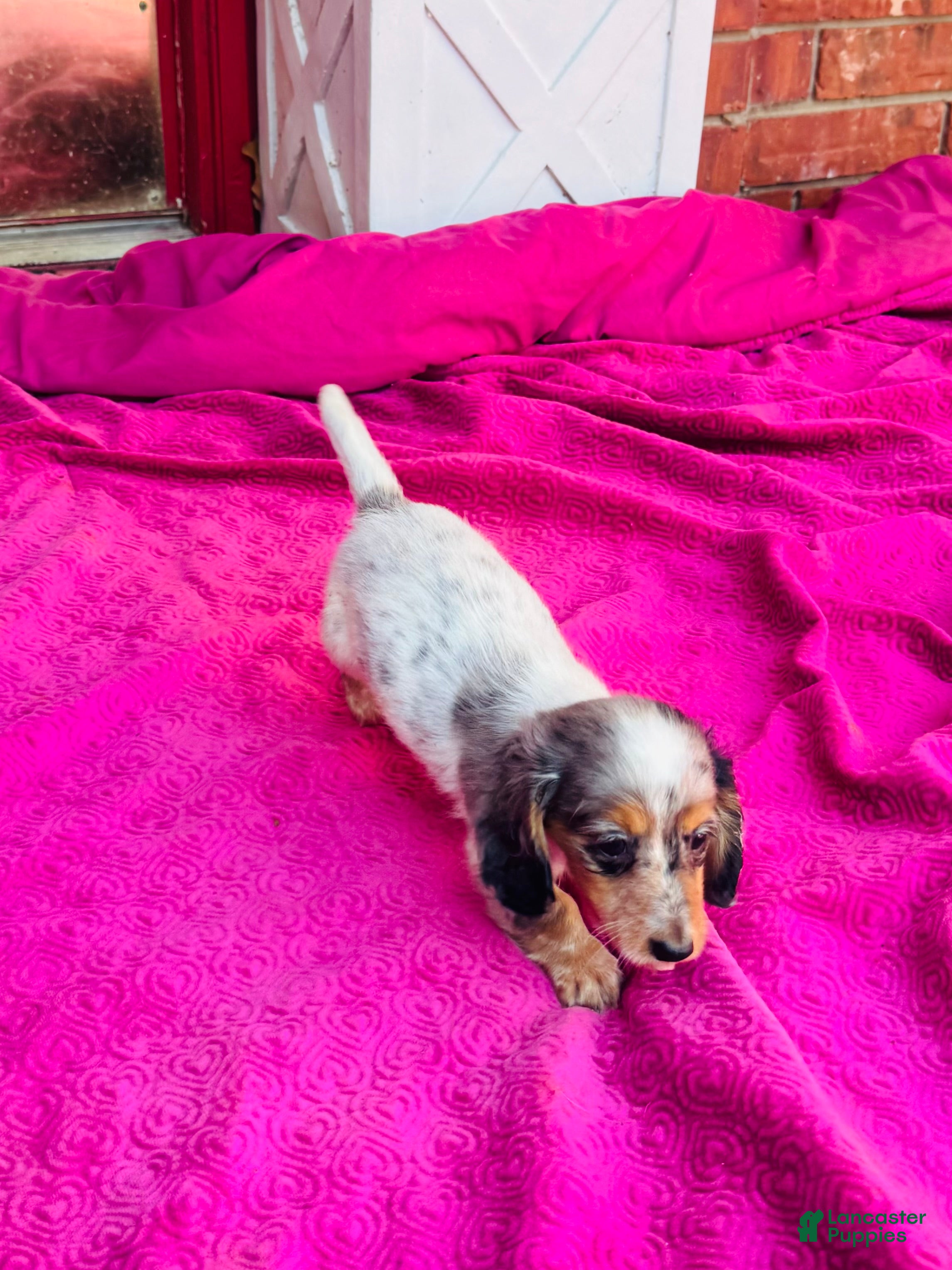 Miniature Dachshund dogs Johnny Walker (Longhair) - Ad 2
