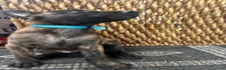 Dutch Shepherd dogs for sale: Dutch Shepherd 1 - Ad 3