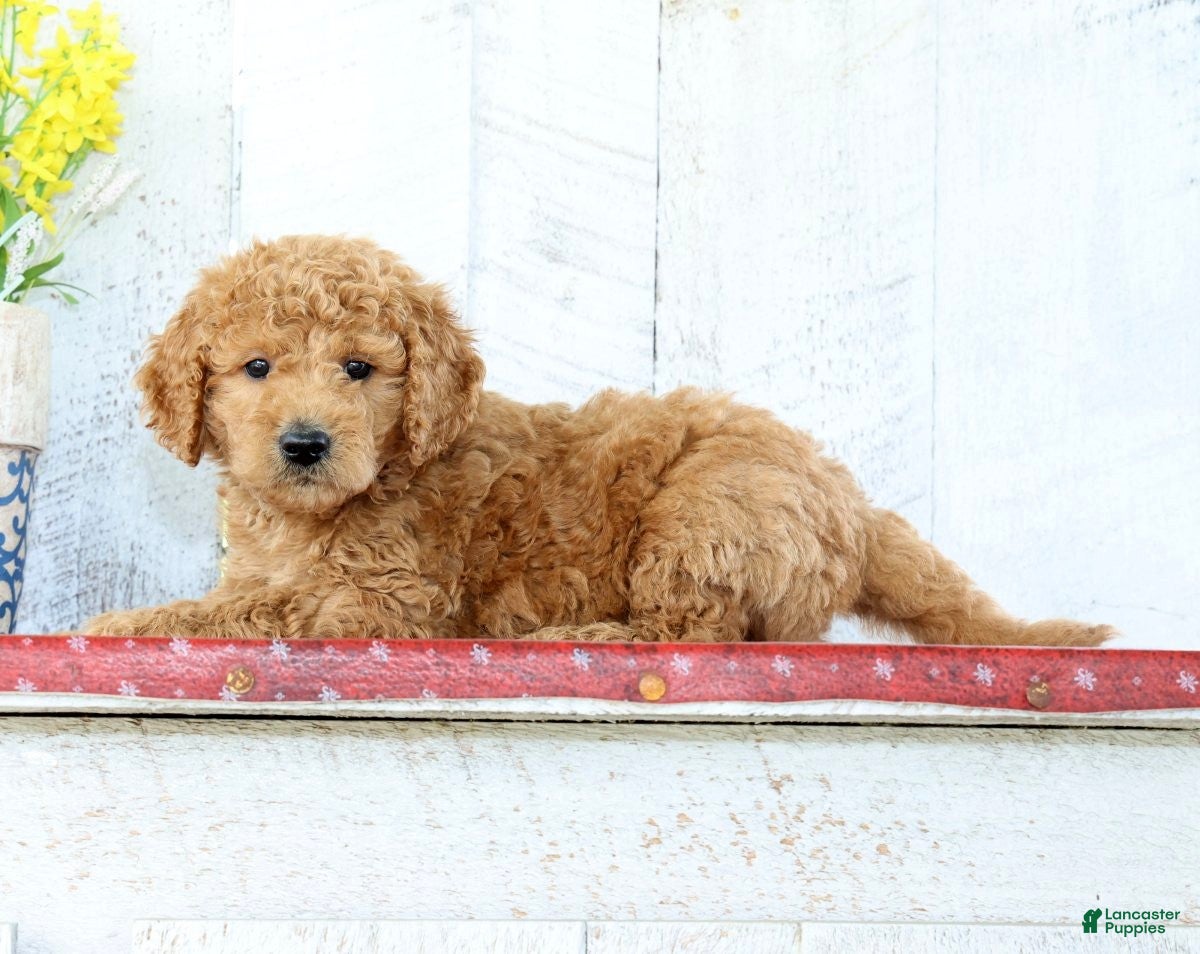 Mini Goldendoodle dogs Keith - Ad 2