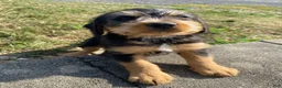 Mixed Breed dogs for sale: Teddy - Ad 11