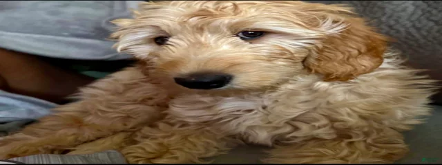 Ava