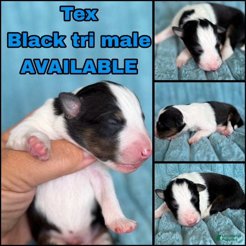 Shetland Sheepdog dogs for sale: Tex - Ad 1