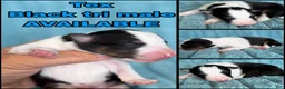 Shetland Sheepdog dogs for sale: Tex - Ad 1